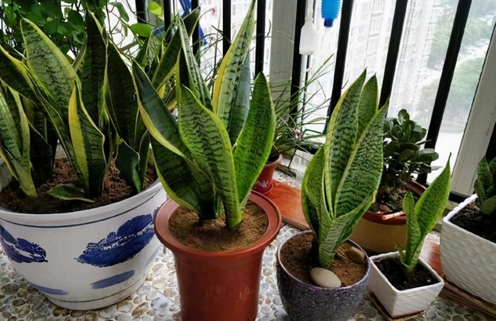 虎皮兰不浇水也烂怎么回事,虎皮兰不爱长