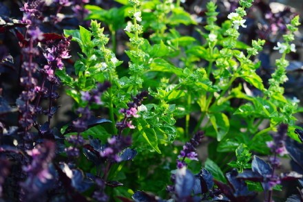 西餐香草大全及用途视频,好吃的西餐料理有哪些