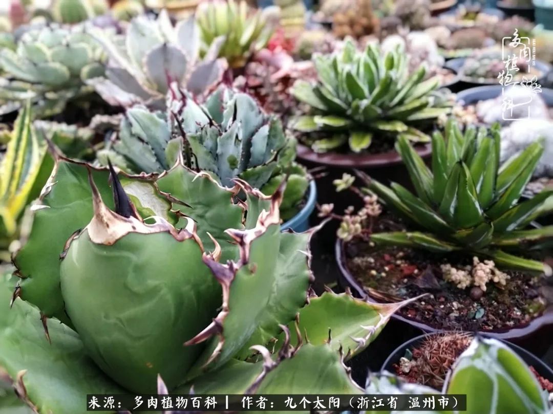 景天、球和龙舌兰，只要是多肉，都喜爱