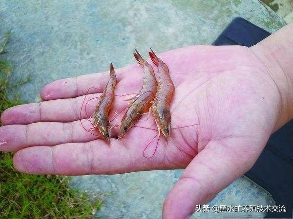 茶话谈：虾“红体”来袭，您做好措施了吗？