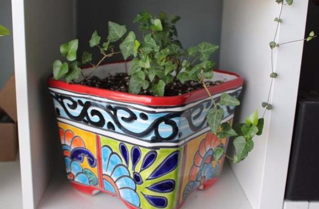 什么盆栽又好看又能净化空气,十大适合室内空气净化盆栽