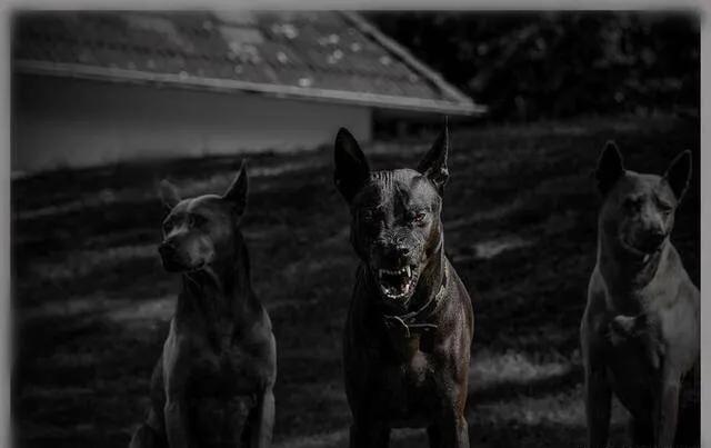 世界各国大型猛犬排名,世界各国猛犬排名