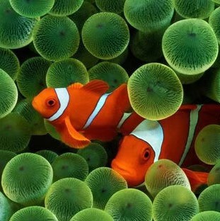 游泳除了仰泳蛙泳自由泳还有什么,在水里会游泳的人