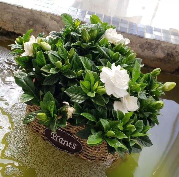 刚买的花，发蔫落苞加黄叶！为什么呢？多半是放错了位置