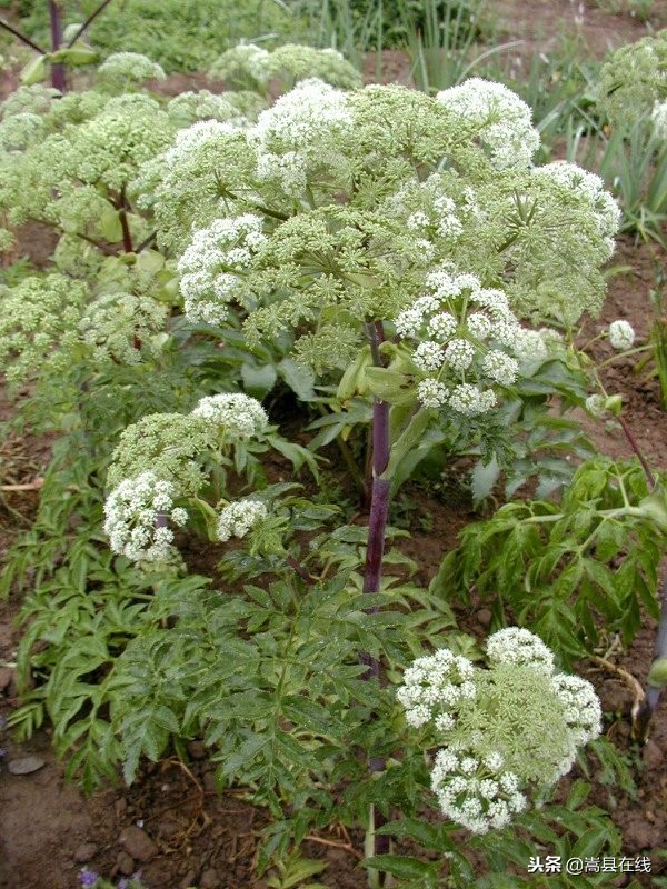 农村比较常见的中草药,农村不可碰的十种草药