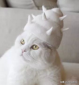 猫梳子去毛神器,去猫毛神器哪个最好