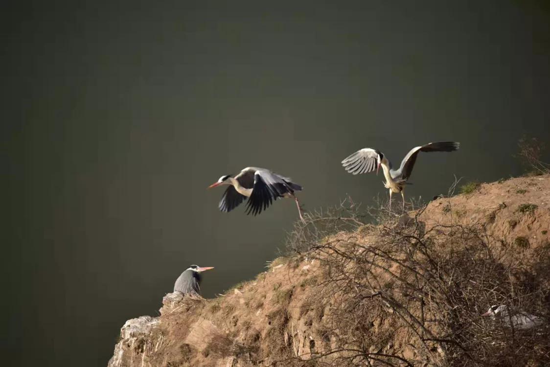 春暖桃花开的视频,春暖桃花开长视频