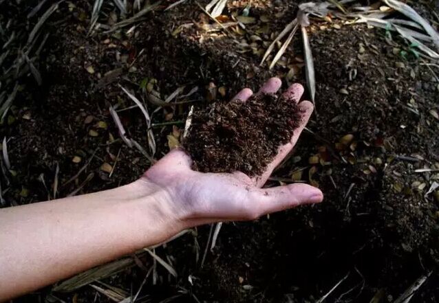 室内招财树怎么养护叶子不发黄,招财树树叶发黄掉落是什么原因