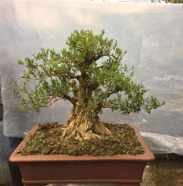 黄杨盆景生命力怎么样,黄杨盆景好养活吗