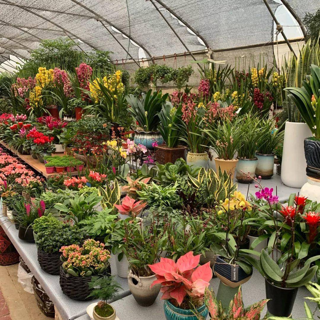 南京十大花鸟批发市场,南京最全的花卉市场