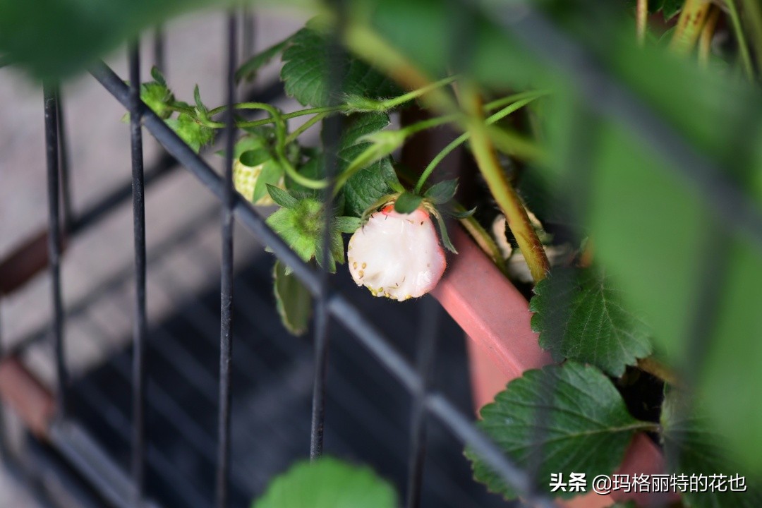 花园里种树莓吗,树莓在庭院里如何种植