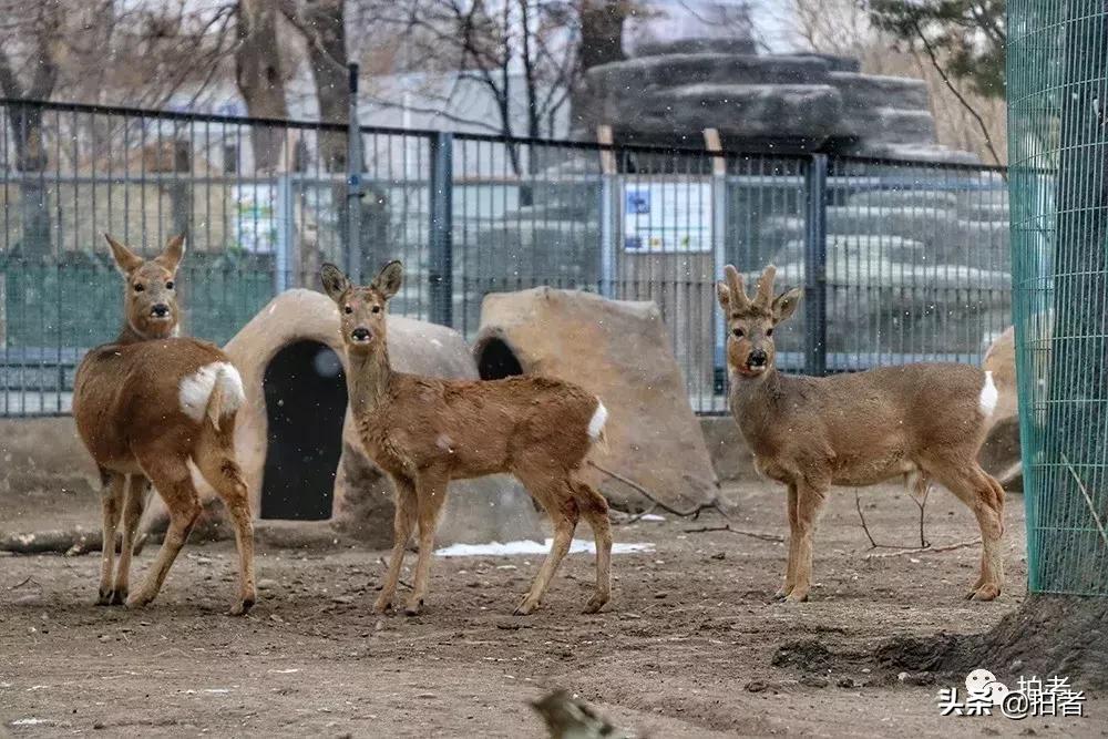 北京迎初雪9只熊猫,北京喜迎初雪去北京动物园看熊猫