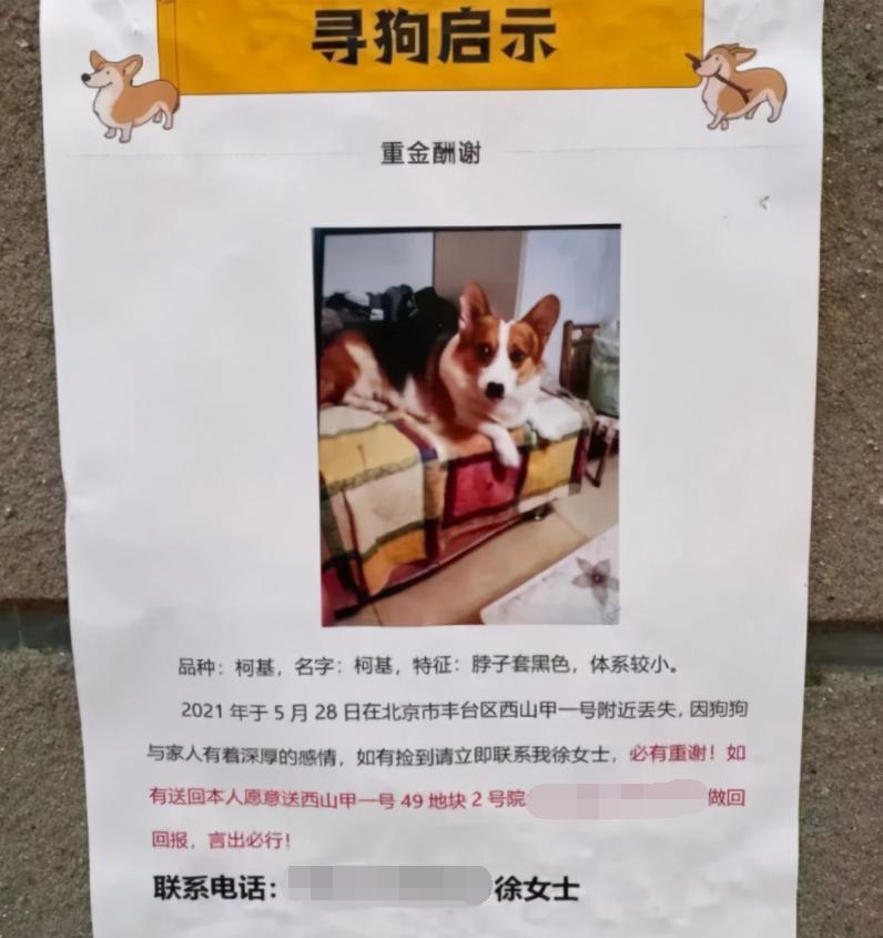 “寻狗赠房”系打印错误？北京寻狗赠房狗主人回应：因天黑没看就贴了，半夜接到三百个电话