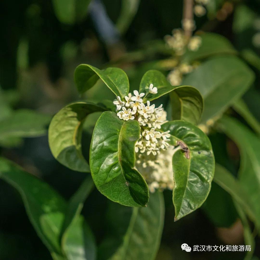 武汉的桂花，香了「美文|科普|导游」