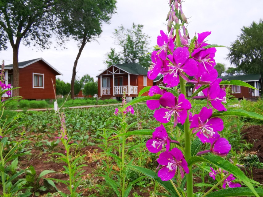 坝上草原沐野农庄,丰宁坝上草原花语云朵民宿