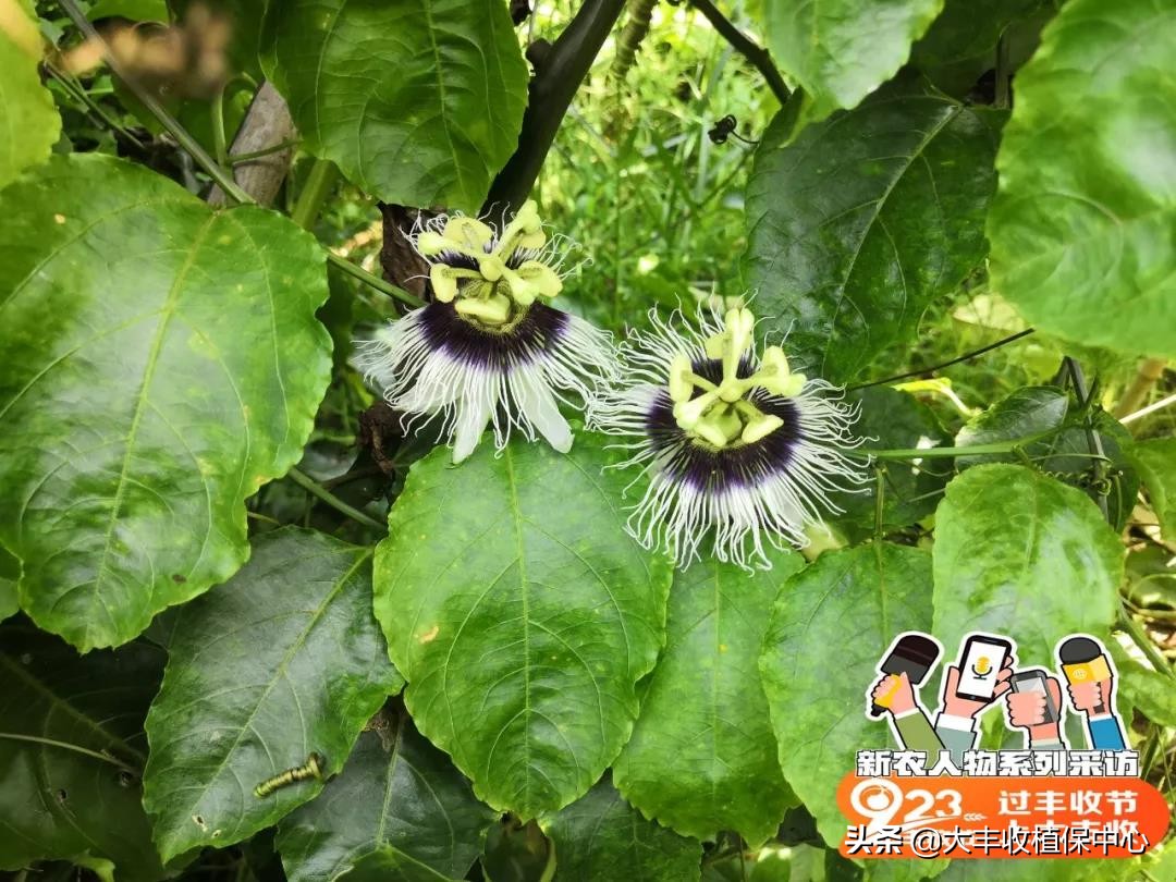 种植黄金果的高产技术,自家种植的黄金果