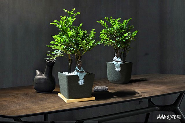 小叶紫檀的盆栽是真的么,小叶紫檀盆栽和黑骨茶盆栽的区别