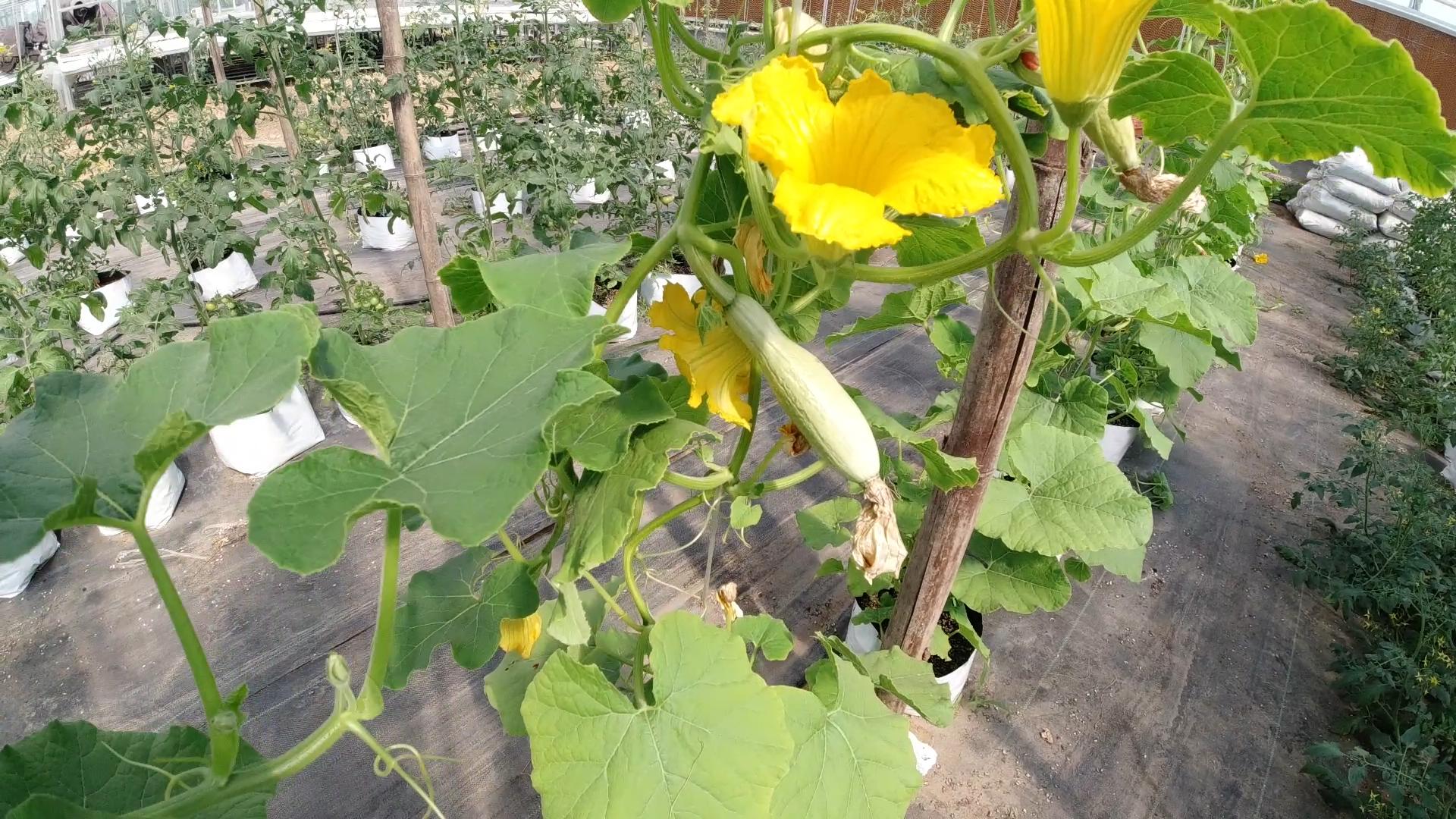 南瓜到底是主蔓结瓜还是侧蔓结瓜,南瓜种植方法全过程