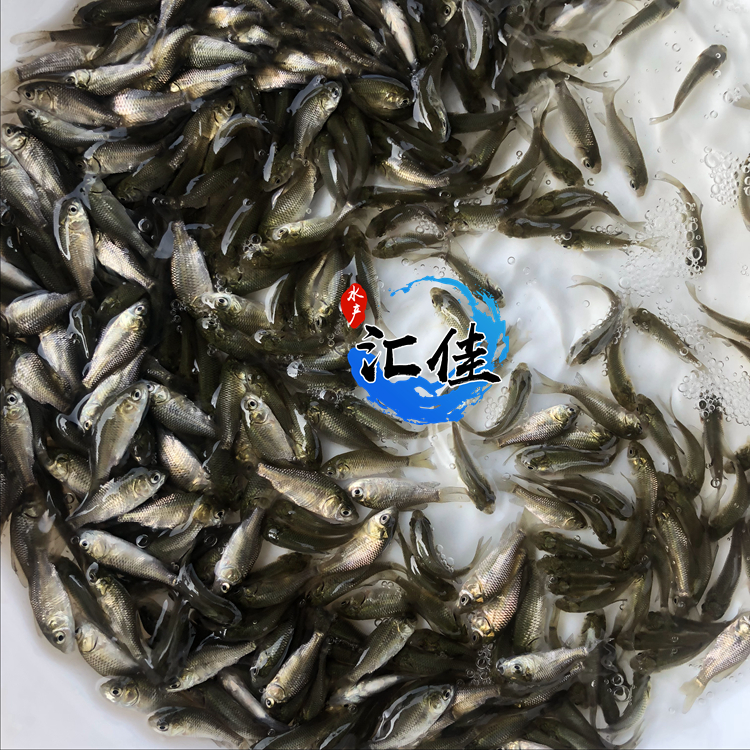 中科三号鲫鱼生长速度对照表,鲫鱼苗中科三号和中科五号哪个好