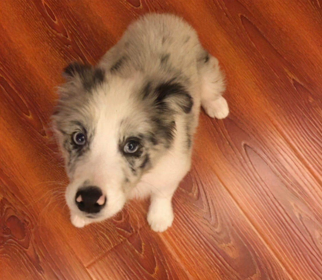 边牧一辈子认主几次,边牧一生繁殖多少次