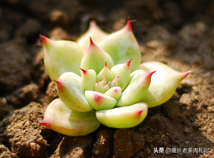 万宝路多肉 (万宝龙多肉是怎么杂出来的)