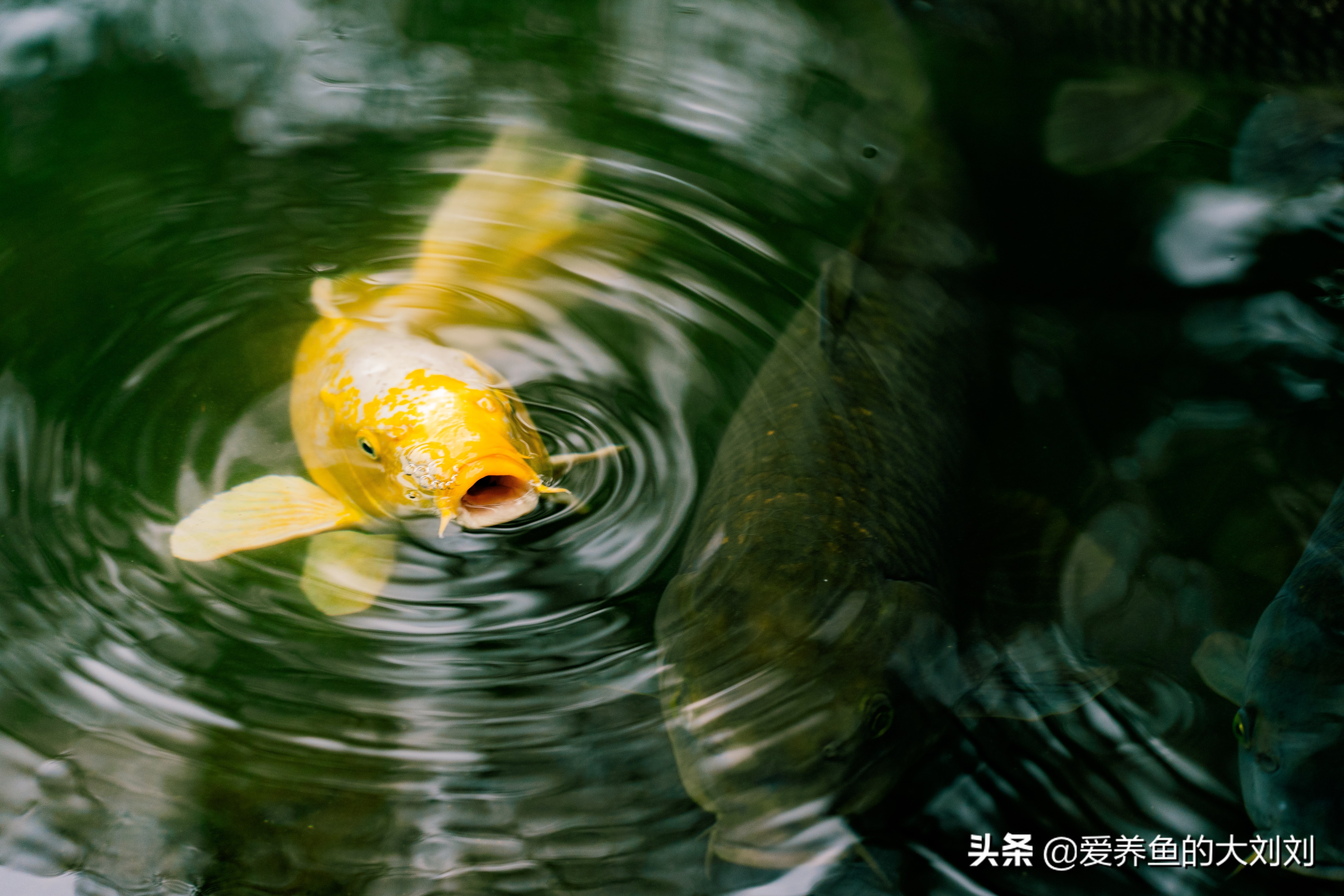 锦鲤烂尾烂鳍用高锰酸钾泡多久,锦鲤烂尾烂鳍充血怎么治