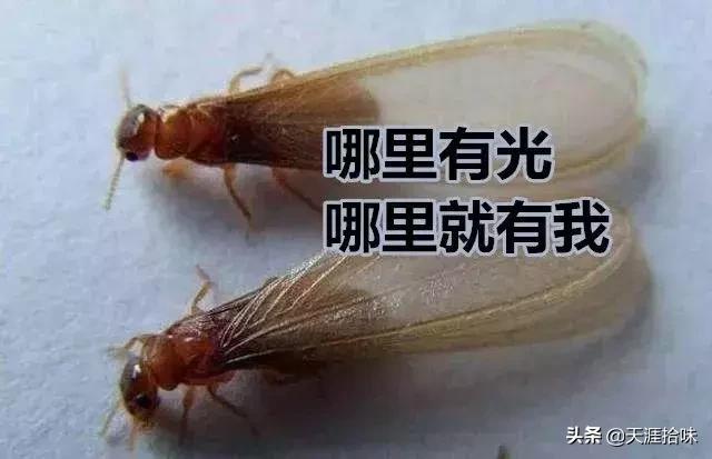 台风来了海岸上很多虫子,台风后出现的虫子