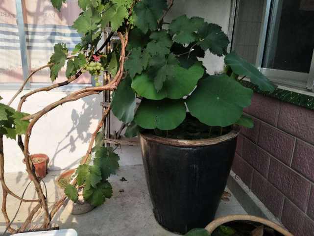 农村废旧大缸的用途,农村的大缸还值钱吗