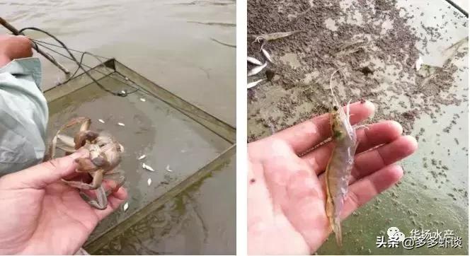 水产养殖新模式,微山湖虾蟹混养