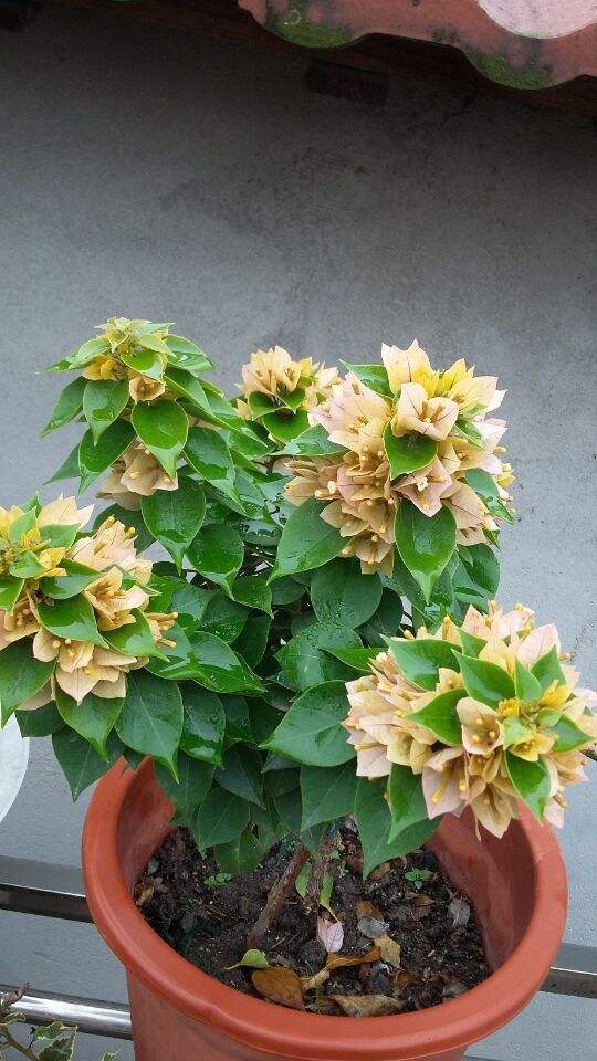 三角梅10大勤花品种，不用控水，一年到头有开不完的花