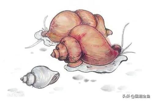 养鱼日常金鱼,养鱼学问观赏鱼