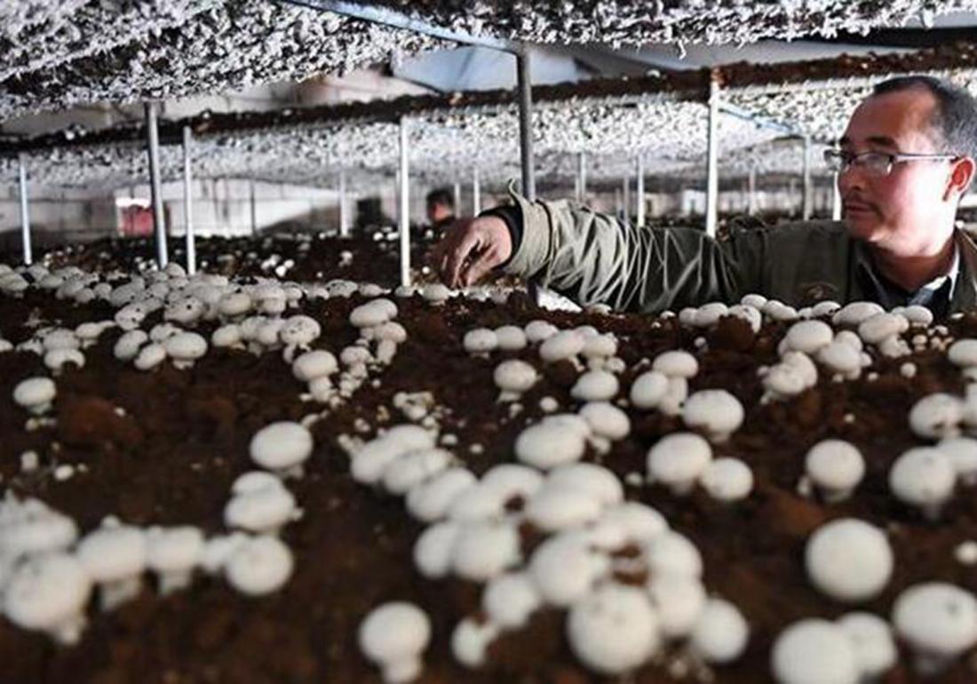 蘑菇的种植和繁殖,蘑菇种植如何配制基料