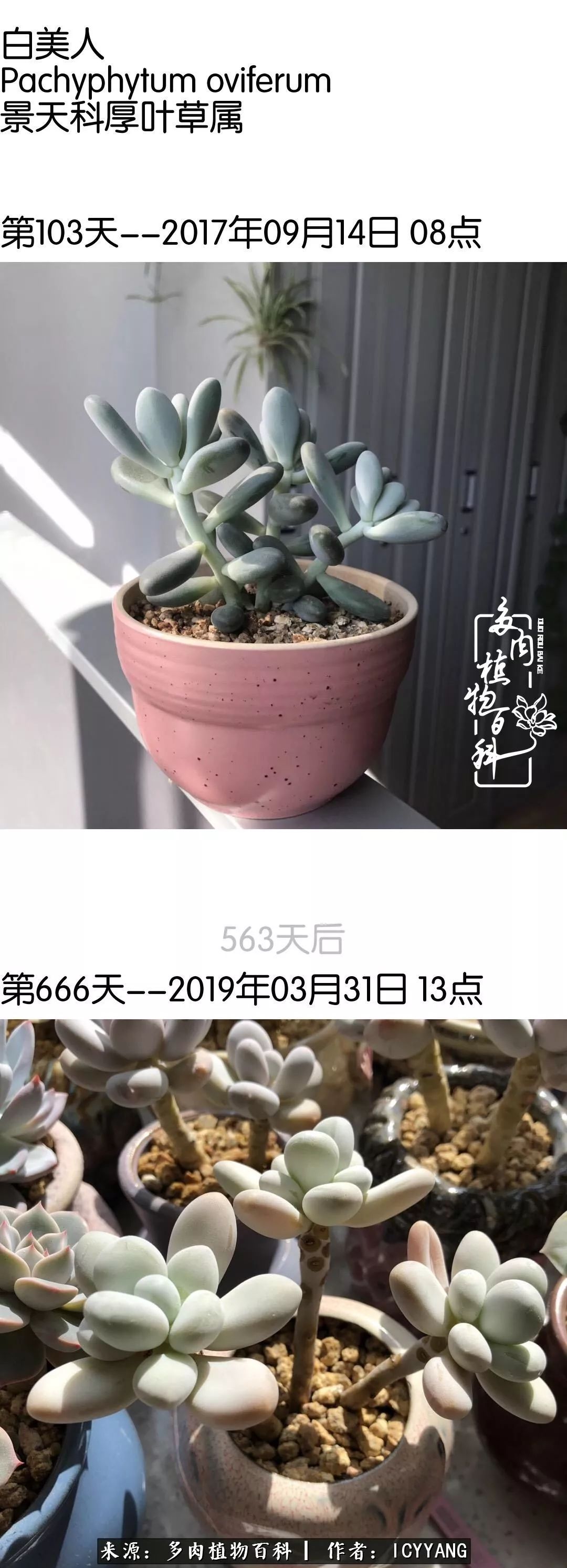 多肉隔着玻璃晒太阳效果好吗,隔着玻璃养的多肉照样长得好