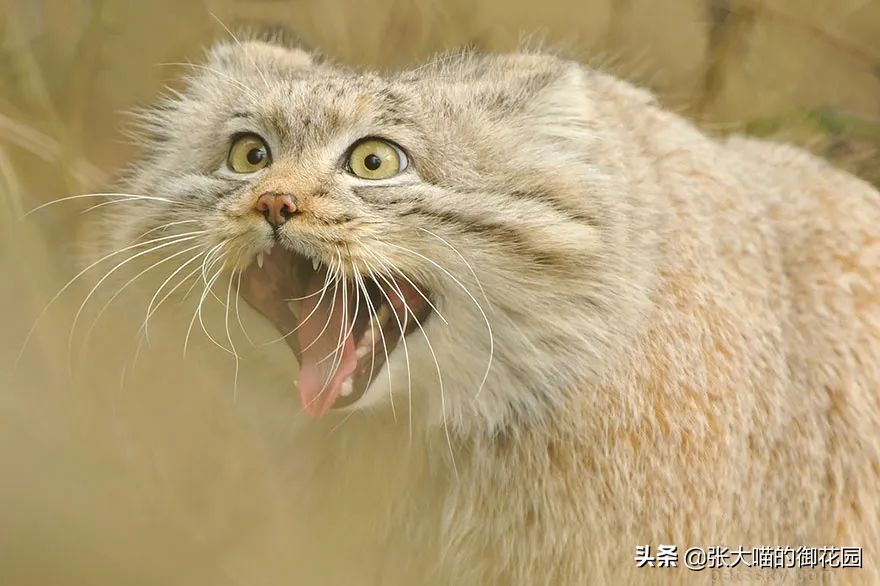 最危险的8种猫排名,世界上最历害的猫有哪些