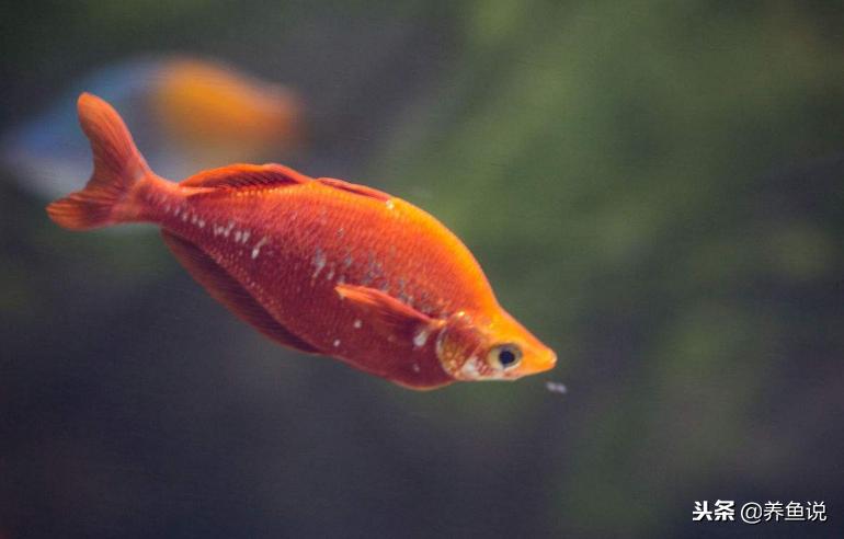 十大适合新手养的观赏鱼,养观赏鱼新手入门教程