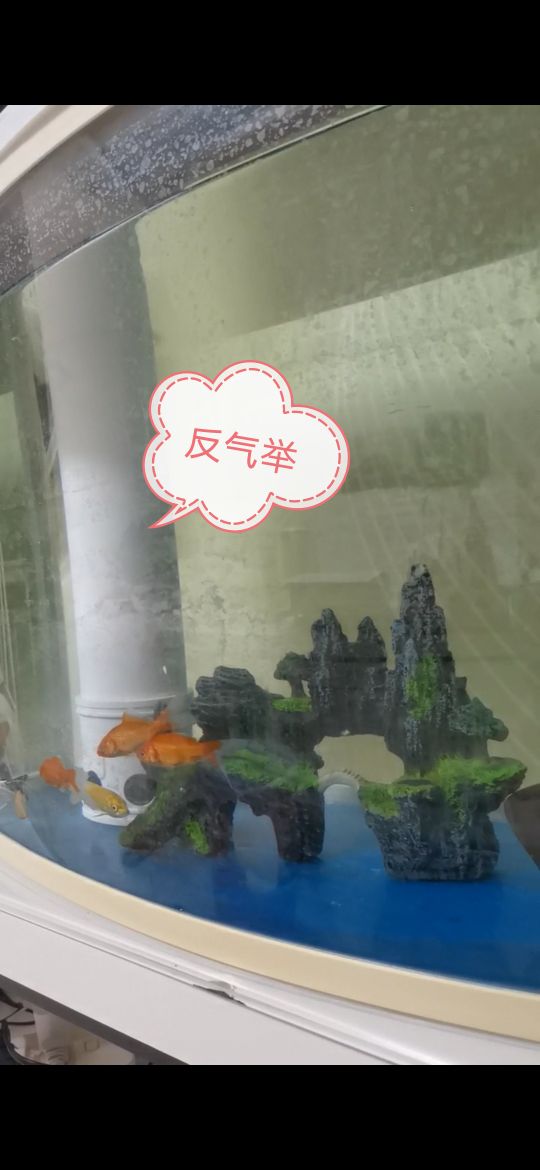 新手养鱼首选什么鱼,新手养鱼的全套设备