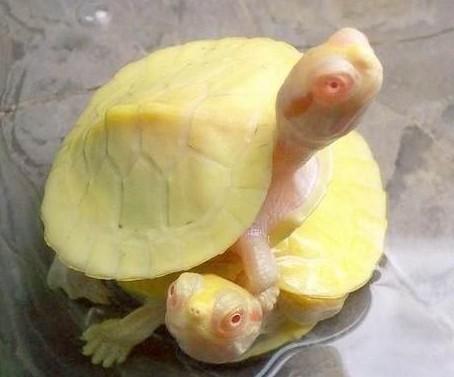 新手养巴西龟该需要准备什么东西,新手养小的巴西龟要注意什么