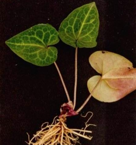 老中医可以给孩子起名吗,用中药名字给孩子取名可以吗