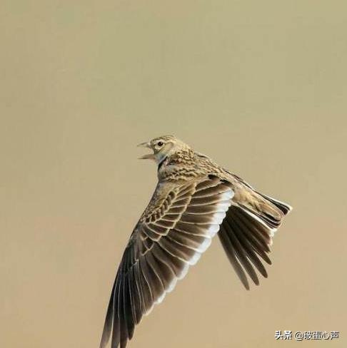 草原百灵鸟歌唱家,草原百灵鸟经典歌曲