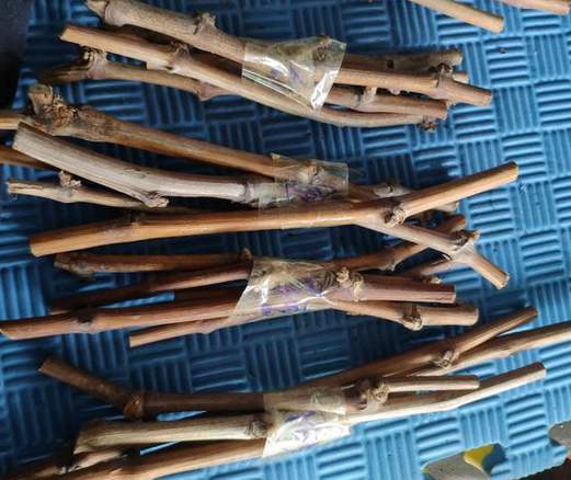 葡萄换品种绿枝嫁接后期管理,春季葡萄扦插繁殖方法