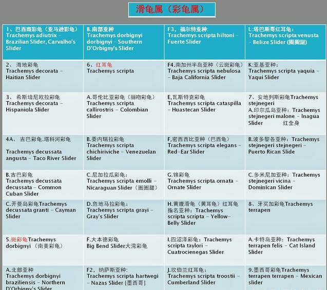 龟的种类大全图解巴西红耳龟,巴西龟品种大全大图高清