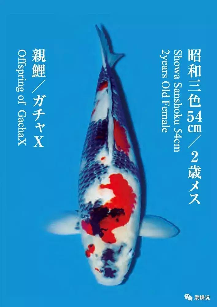 鲤界“老司机”的干货分享，少走弯路