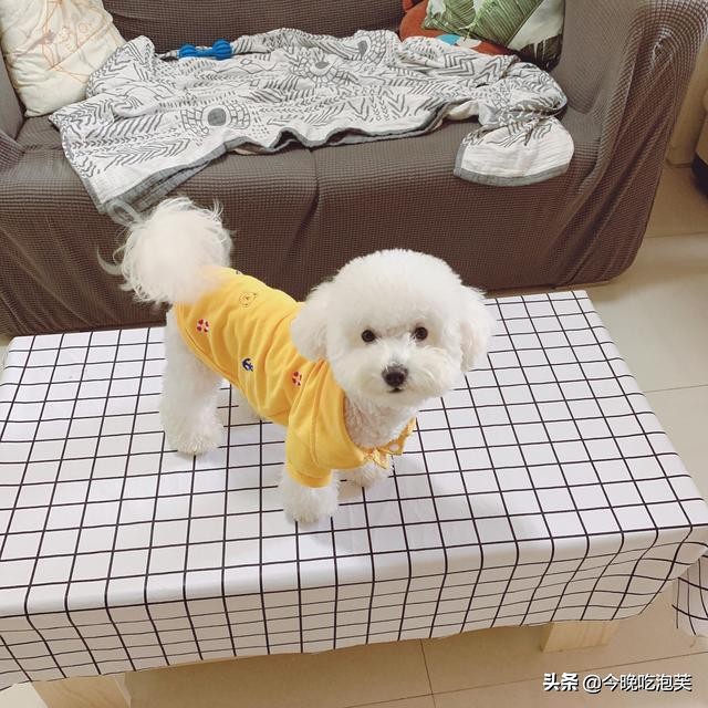 比熊犬犯错被主人吊打,比熊犯错视频大全