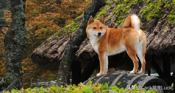 适合新手养的猫犬,猫常见的几类品种