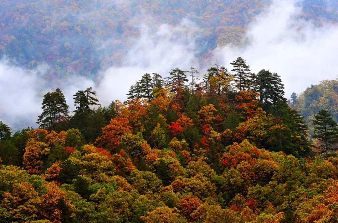 陕西汉中黎坪红叶,汉中黎坪红叶免费