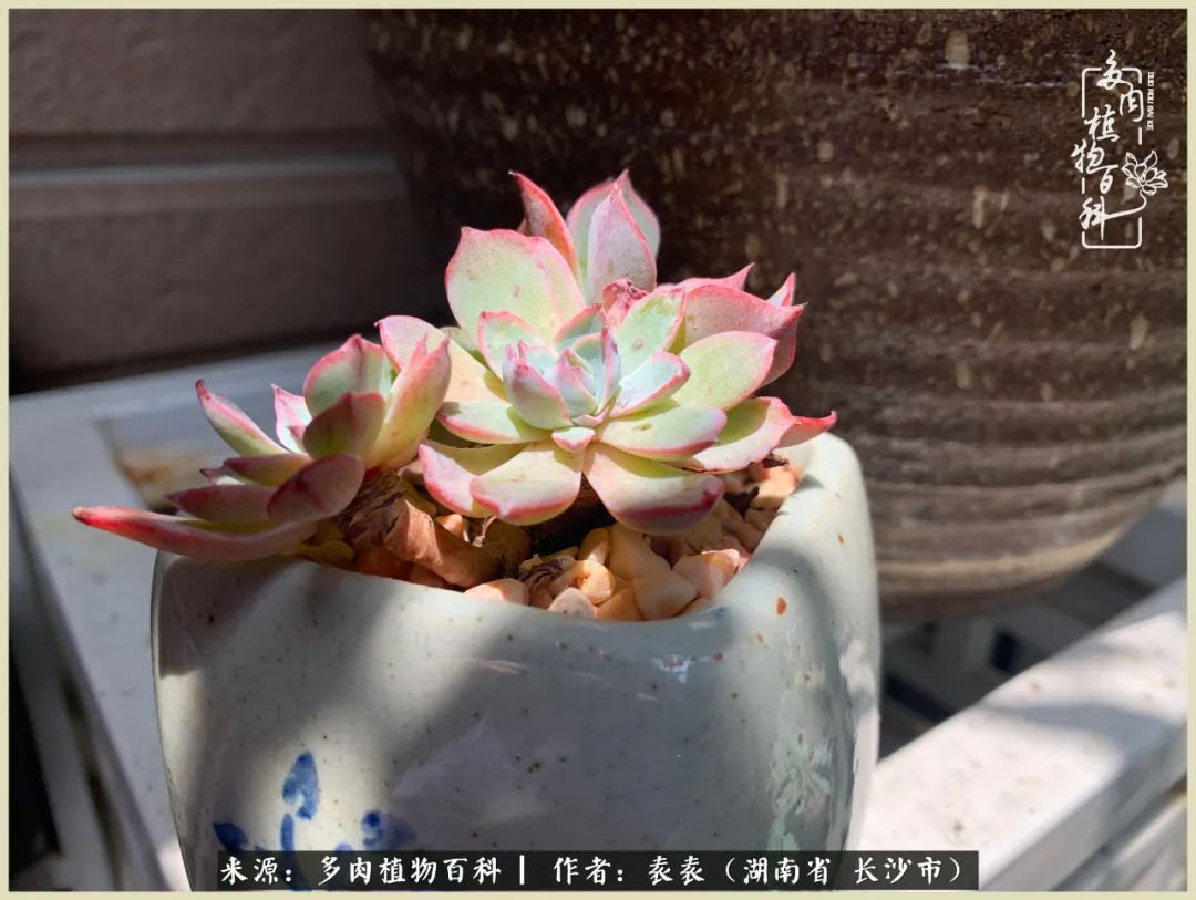 栽花种草的岁月，万物生长之阴晴圆缺