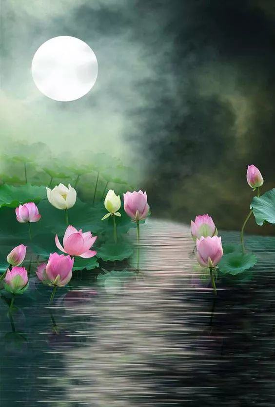 出淤泥而不染荷花之美,如果你是一朵出淤泥而不染的荷花