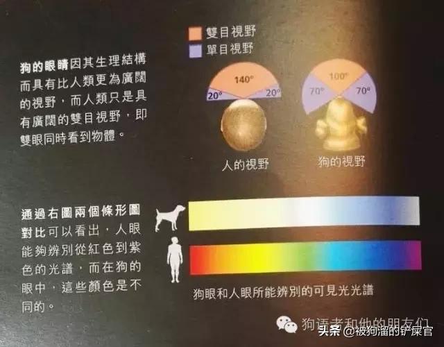 狗为什么改不了食屎,狗为什么吃自己的便便会掉毛