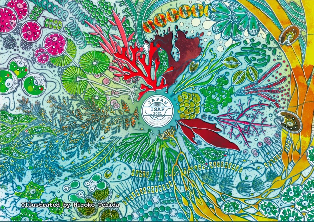 藻类培养课程视频教程,海南藻类生态链