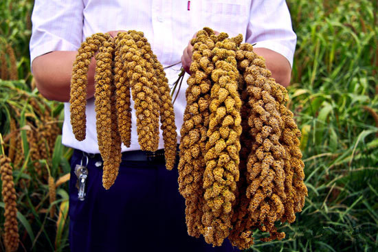 谷子的种植方法与技术,谷子种植掌握的技术有哪些